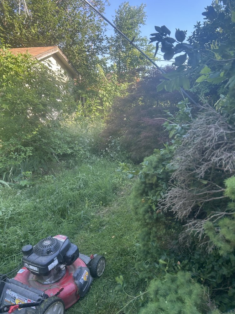 An overgrown, brushy yard in Wichita, from the Adonis Lawn Care Yelp listing